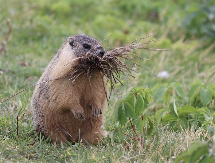 A marmot has its face stuffed full in Kamloops. 