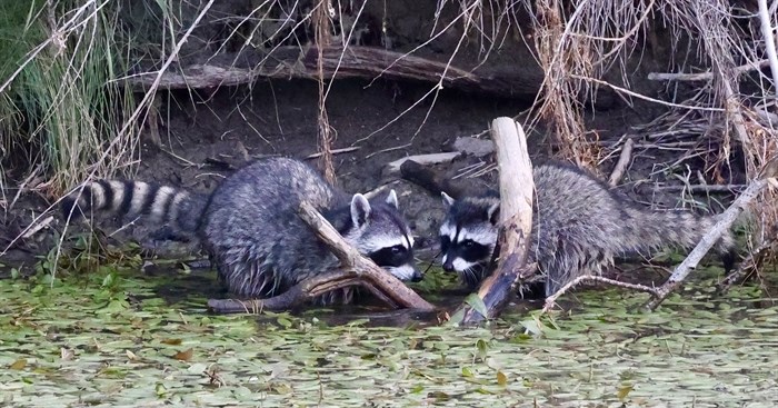 These raccoons in Kamloops look like they are up to mischief. 