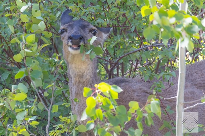 A deer in Clinton 