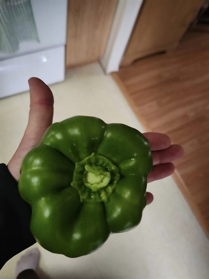 This green pepper grown in Kamloops is bigger than a hand. 