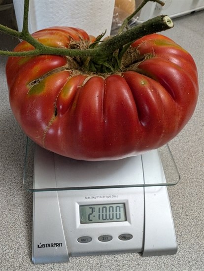 This giant tomato was grown in the Okanagan. 