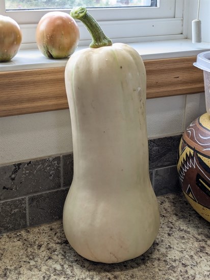 This butternut squash grown in Kamloops weighs 4.5 pounds. 