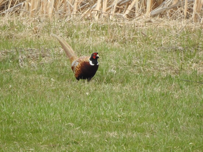 This ring-necked pheasant was photographed in the Vernon area. 