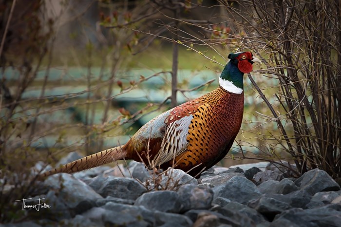 A ring-necked pheasant stands on rocks in Salman Arm. 