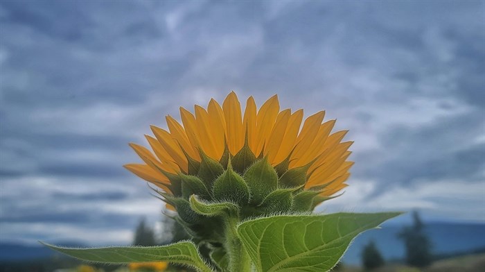 The bright yellow petals of a sunflower is pictured against a cloudy backdrop in Armstrong. 