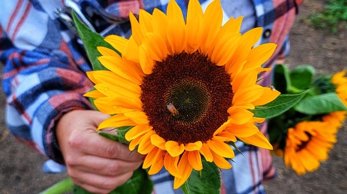 A bee sits on a sunflower in Armstrong. 