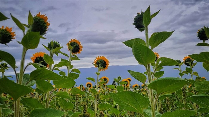 Four acres of sunflowers bloom at Bloom Sunflower Festival every fall. 