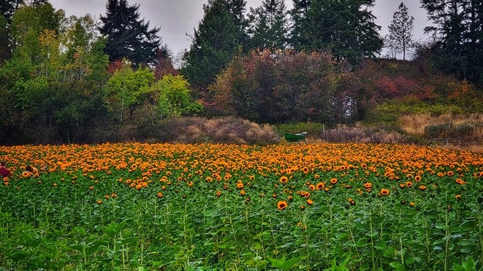 A field on a farm in Armstrong is stuffed with sunflowers. 