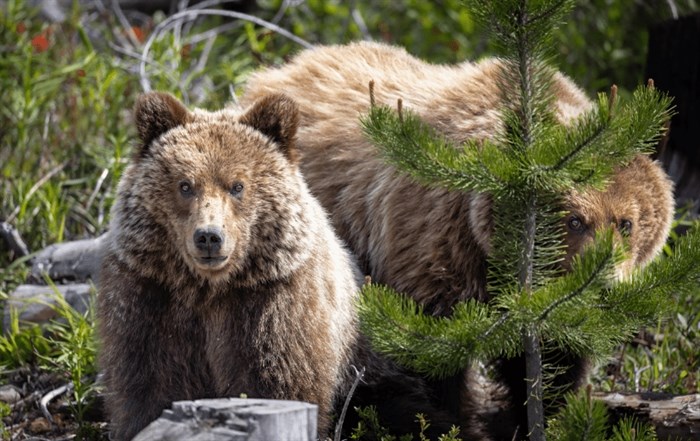 Kelowna wildlife photographer Ashely Giovannini's grizzly bear photo won second place in the Wild Settings category of the BC SPCA 2024 Wildlife-In-Focus contest. 