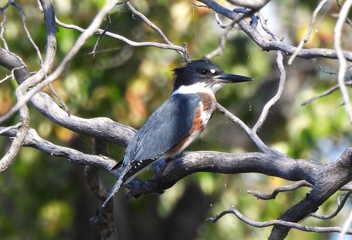 This belted Kingfisher makes Munson Pond in Kelowna home. 