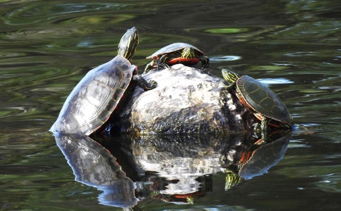 Western painted turtles hang out on a rock in Munson Pond. 