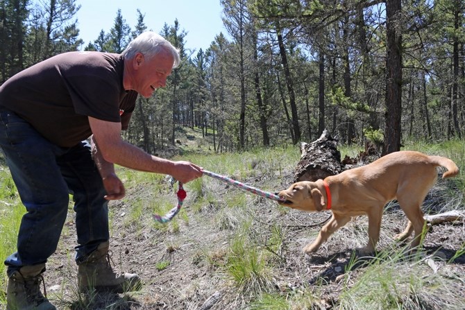 As young Ruby gets used to what is expected of her Mike Ritcey gives her lots of praise and play time when she finds something.