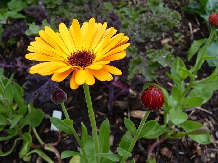 Calendula.