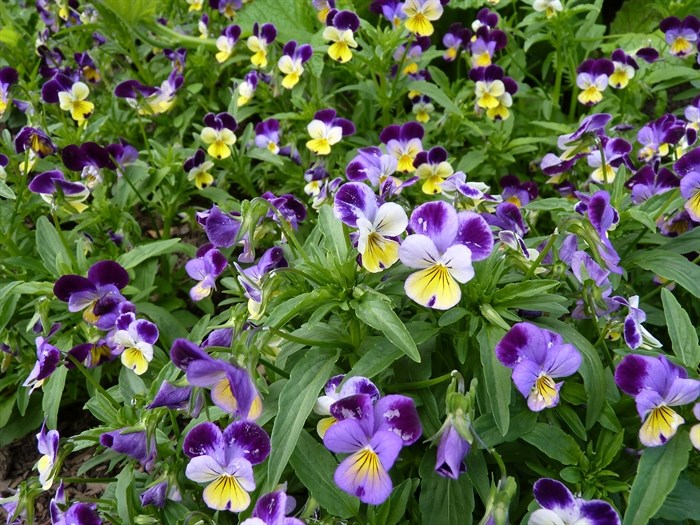 Pansies.