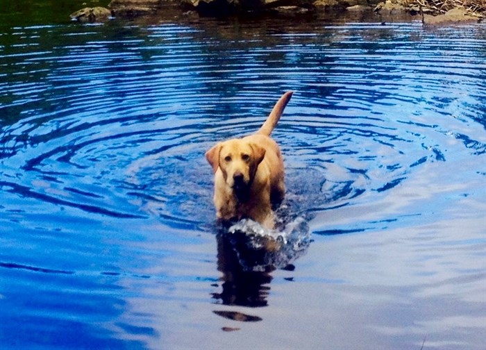 RCMP service dog Whiskey is pictured during some off time in this contributed photo.