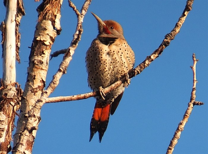 Northern Flicker