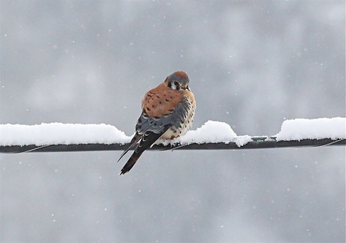 American Kestrel