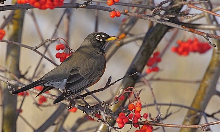 American Robin and Mountain Ash