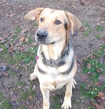 Dash, a one-and-a-half-year-old German shepherd cross, was suffering from a bad flea infestation, flea dermatitis and a severe ear infection when he was brought into the care of the Vernon SPCA. 