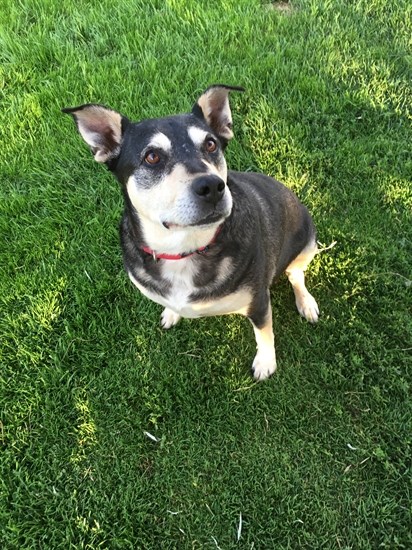 A nine-year-old German Sheperd/Husky cross named Bugsy.