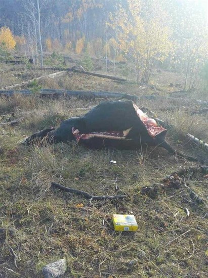 Ranch Manager Jason Bishop says it appears the poachers knew what they were doing because all the best cuts were taken from the animal. 