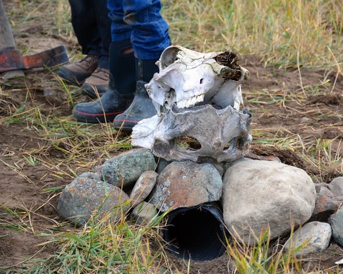 A horse skull adorns the entrance to one of the new burrowing owl homes built Oct. 15, 2016.