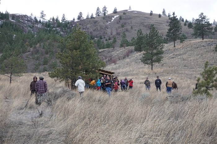 The Penticton Indian Band’s natural resources department is teaming up with the University of Saskatchewan and the Ministry of Forests, Lands and Natural Resource Operations to treat the area’s bighorn sheep for Psoroptic mange, or sheep mange.