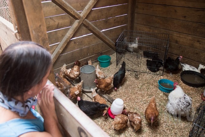 There are horses, chickens, sheep, and goats staying in the horse stalls at the KXA grounds.  