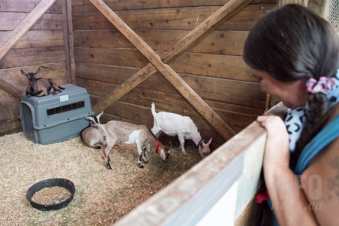 Volunteer Jackie Guy enjoys caring for the evacuated animals and says when she heard people were being pushed out of their homes she just wanted to help. 