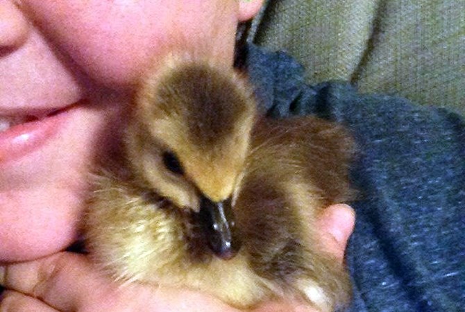 Elliot the goose was released into the wild, against the wishes of the Kelowna teen who rescued him.