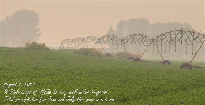 Alfalfa crops