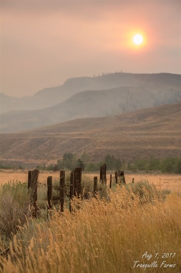 What looks like fog is actually smoke at Tranquille farms.