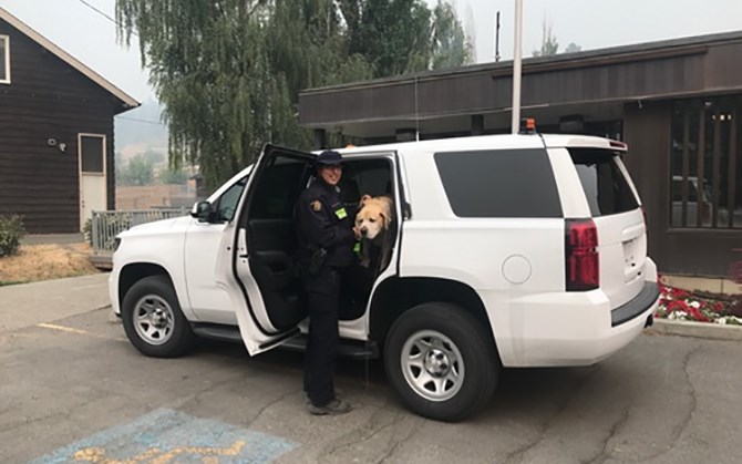 The dog was brought to the Clinton RCMP detachment by officers.