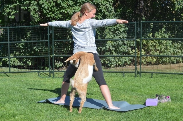 Kelly MacIntosh stays focussed while a goat climbs onto her back. 