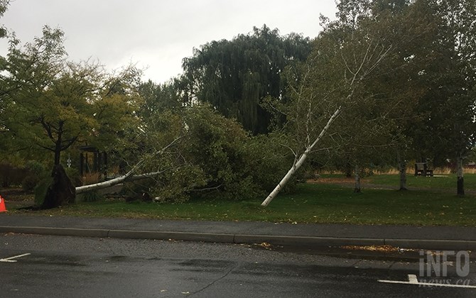 The wind blew down trees in McArthur Park, Tuesday, Oct. 17, 2017.