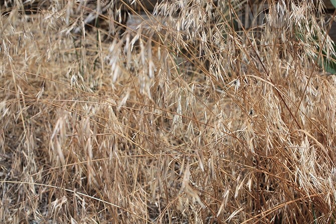 Spear grass in a field.