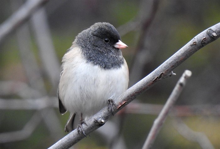 Dark-eyed junco