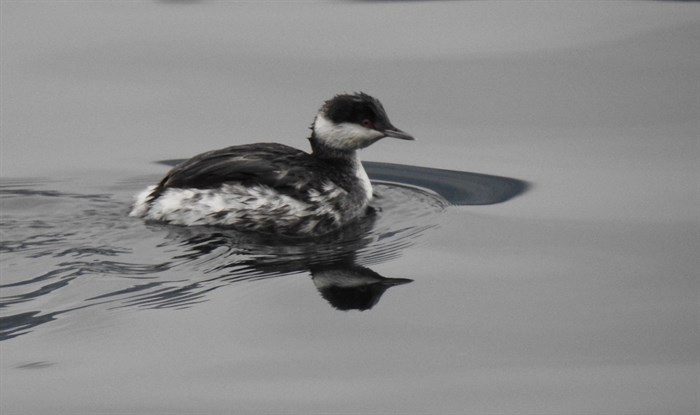 Horned grebe