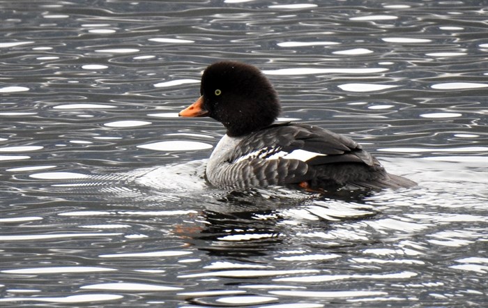 Barrow’s goldeneye female