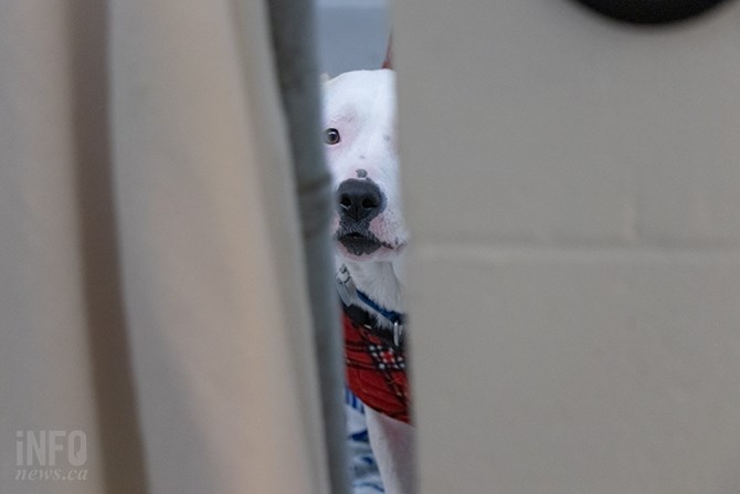 Kona barks moments after kissing Sean Hogan's hand through the chain link door. A blanket is draped over her kennel, as the SPCA branch manager says she tends to bark when other dogs walk by. She is available for foster care while she waits to get spayed.