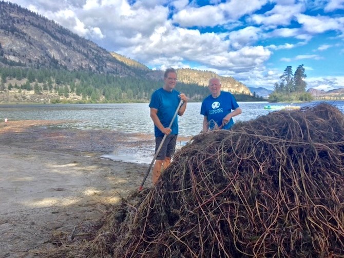 Heavy patches of mifoil pushed up against the shore of Vaseux Lake in 2016.