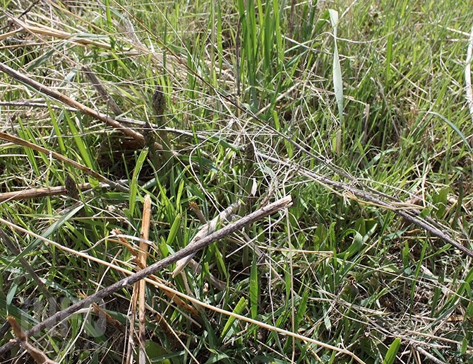 It takes a trained eye to pick sprouting wild asparagus spears in grassy areas like this patch located south of Penticton.