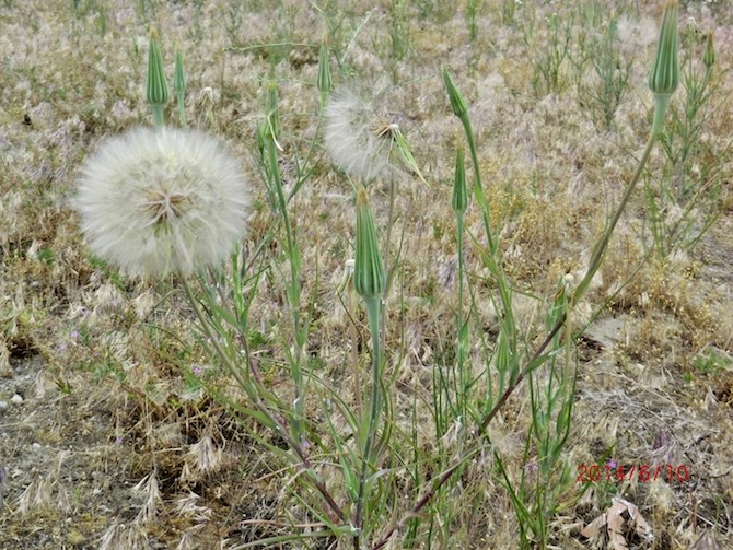 Goats beard is a noxious weed.