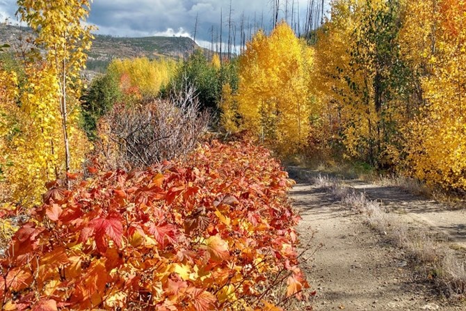 Regenerating forest in Okanagan Mountain Park.