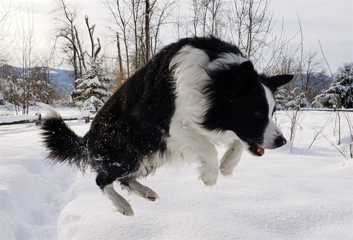 Jumping for joy.