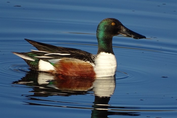 Northern Shoveller, taken by Ben Hodgkiss.