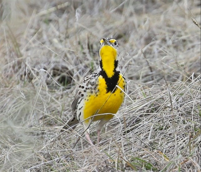 A Western Meadowlark photographed in Kamloops by Lyn MacDonald.