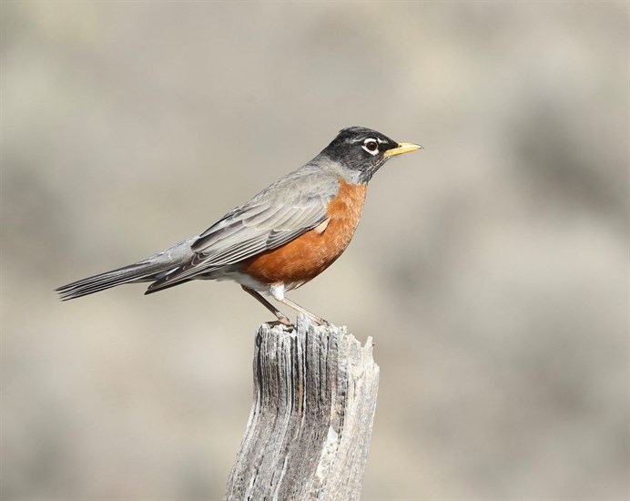 Robin photographed by Lyn MacDonald.