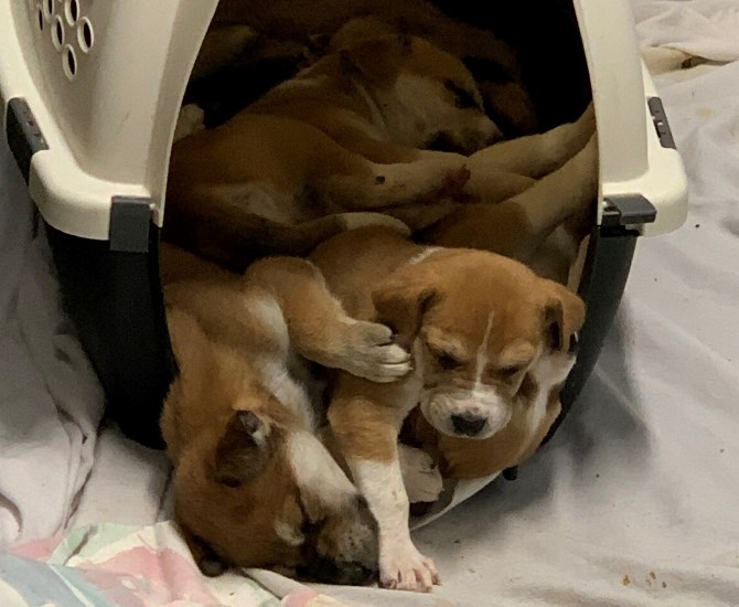 The twelve puppies in the care of the Williams Lake SPCA.