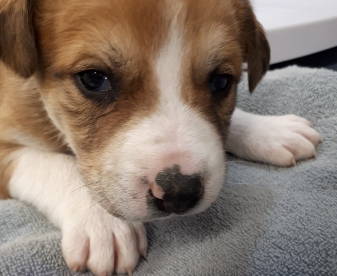 One of the twelve puppies at the Williams Lake SPCA. 